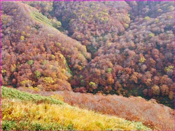 紅葉の和賀山中