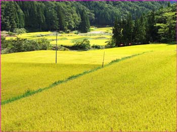 秋の栂池高原