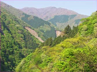 奥多摩の山