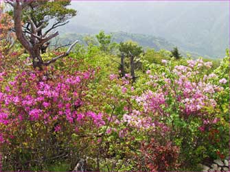 ツツジ咲く山頂