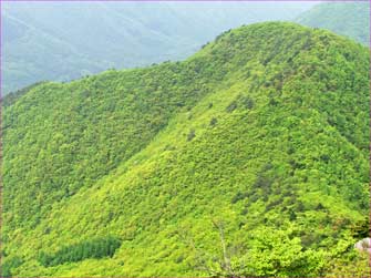 青葉の尾根