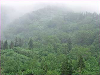 雨の山