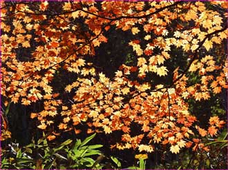 大嵐山の紅葉