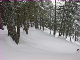 雪の樹林帯