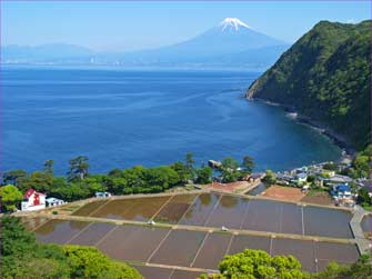 井田田んぼ