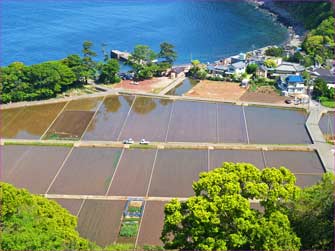 井田田んぼ