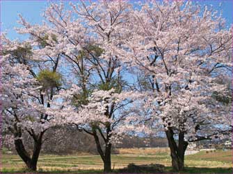 桜満開