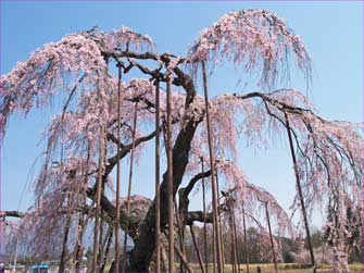 大糸桜