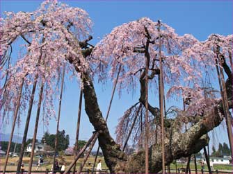 大糸桜