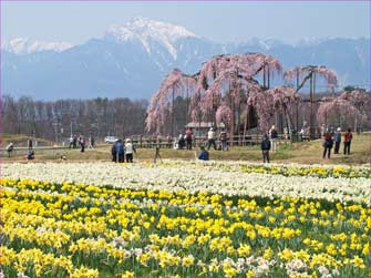 神田の大糸桜