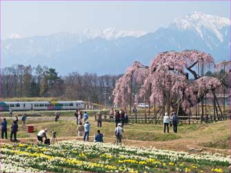 大糸桜