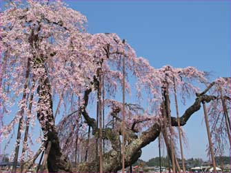 大糸桜