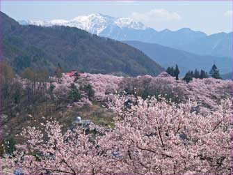 高遠城址公園