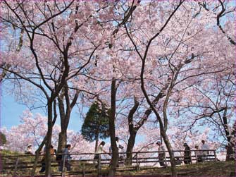 花満開を