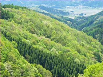 新緑の山