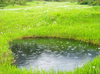 池塘に雨が