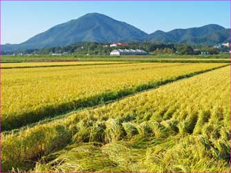 秋の田園