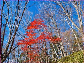 紅葉