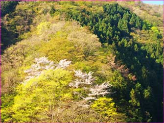 新緑に山桜