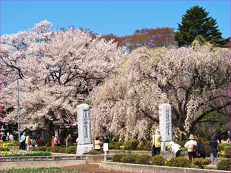 実相寺の桜