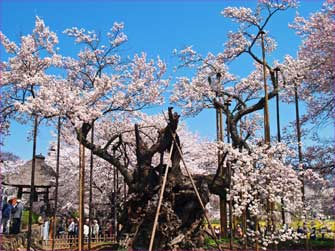 神代桜