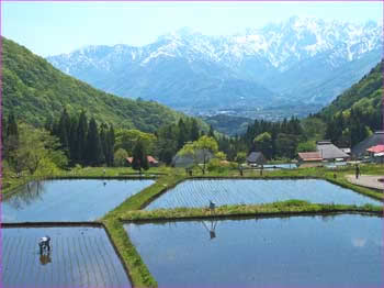 青鬼田植え