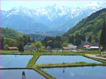 青鬼田植え風景