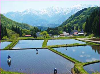 青鬼田植えの頃