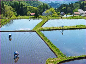 田植え