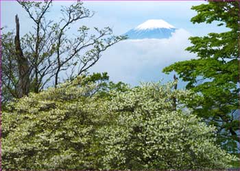 富士山