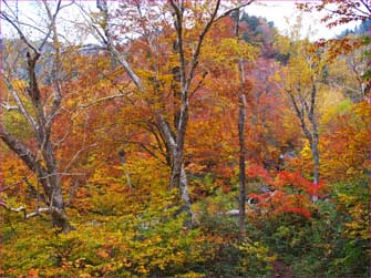 黒沢の紅葉