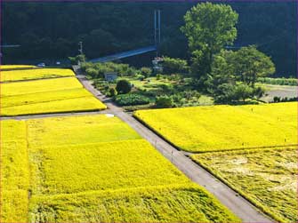 田んぼ