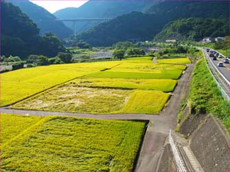 田んぼ