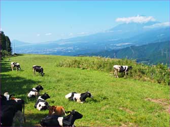 大野山牧場