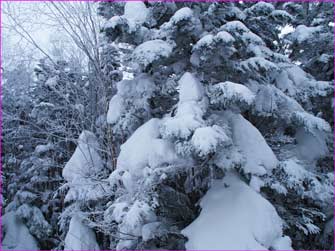 雪森