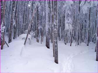 雪森深し