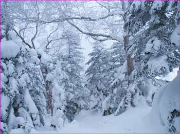 雪景