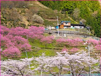 春の村