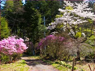 荒船不動尊の花満開