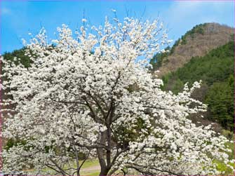 山の花