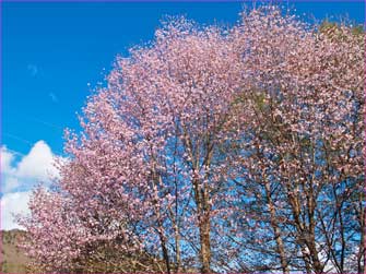 桜花が