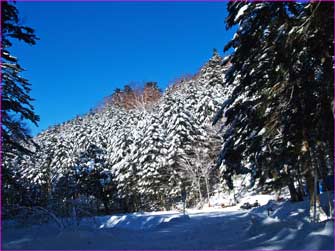 雪明けの林道