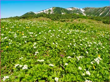 お花畑