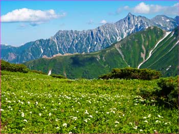 槍ヶ岳に花畑