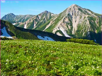 花畑に鷲羽岳