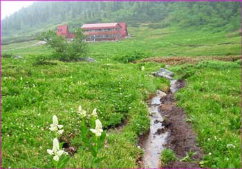 小屋周り花畑