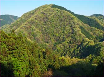 新緑の山