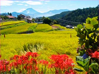 h平林棚田