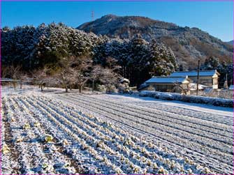 雪明けの