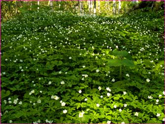 ニリンソウの森